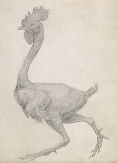 Fowl: Lateral View with Most Feathers Removed, from the series 